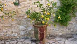 Как да растат лимон от кост у дома - снимка, трансплантация, подстригване